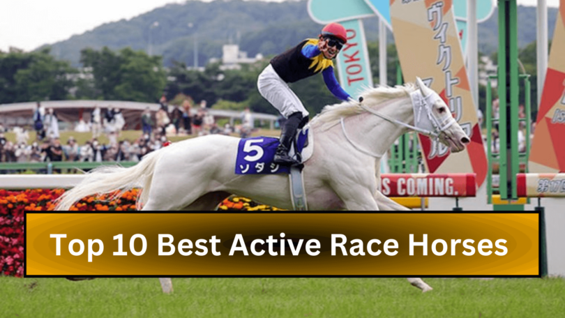 Top 10 Best Active Race Horses (1)
